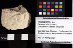 Foto (Objket + Etiketten) von Decapoda indet. (lobster?) 